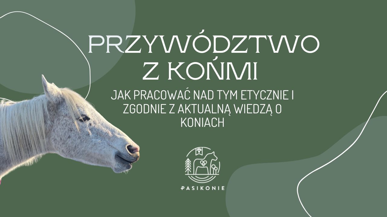 Przywództwo z końmi – jak pracować nad tym etycznie i zgodnie z aktualną wiedzą o koniach